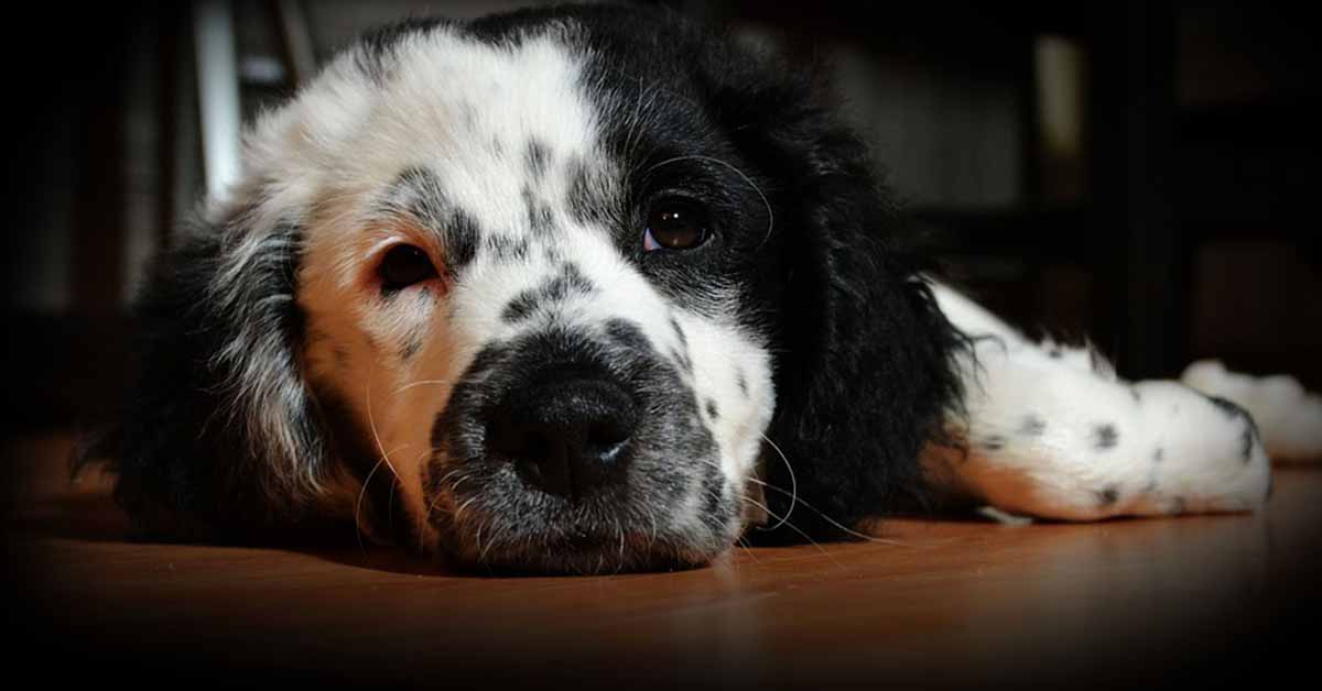 Zampe sanguinanti nel cane: cause e come aiutare Fido