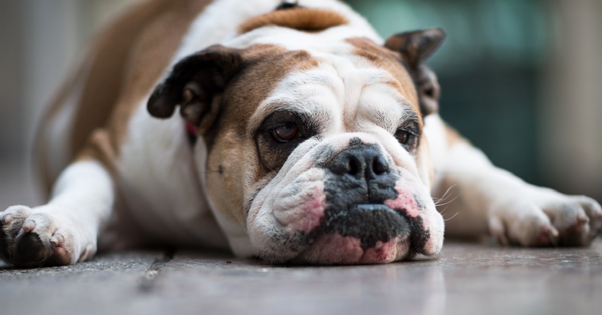 5 razze di cani che sono adatte a una coppia di mezza età, i più dolci