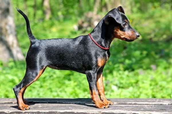 zwergpinscher cane 