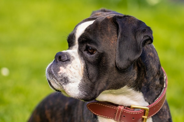 cane boxer