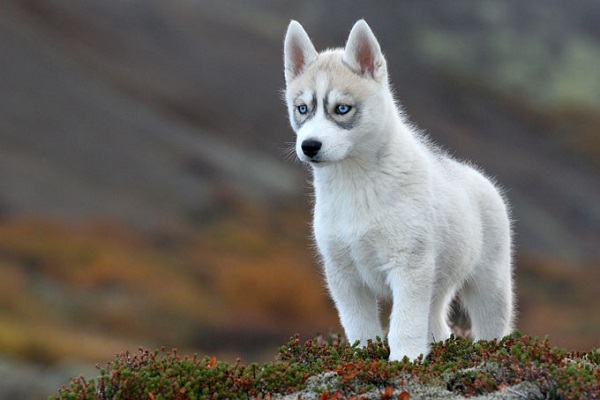 cane husky siberiano