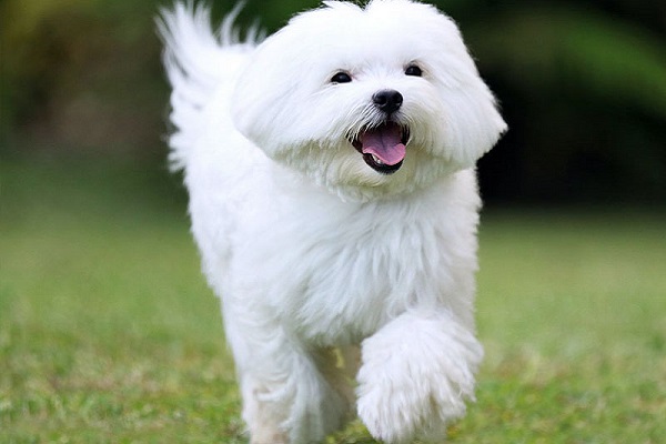 cane maltese