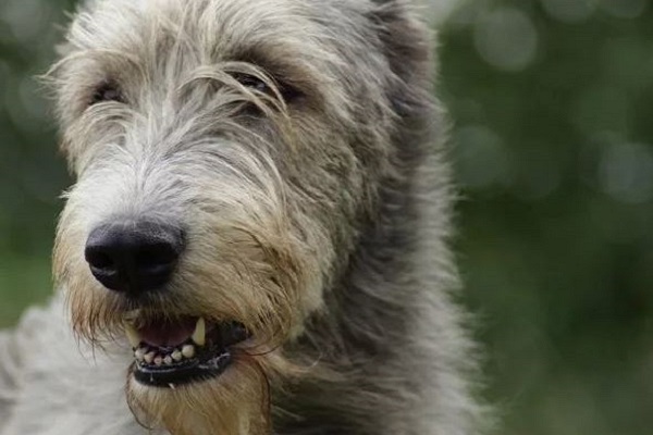levriero irlandese cane
