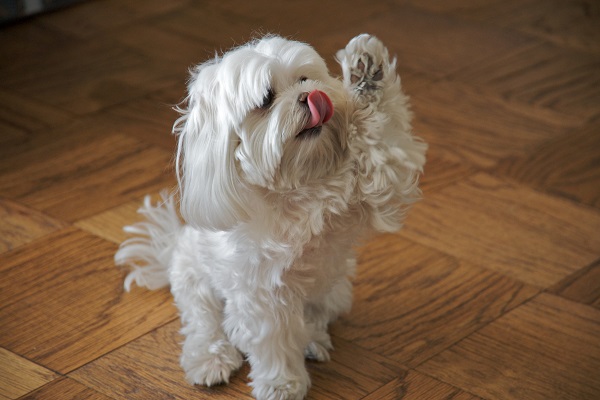 cane maltese bianco