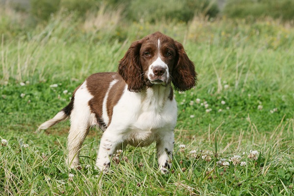 cane springer spaniel