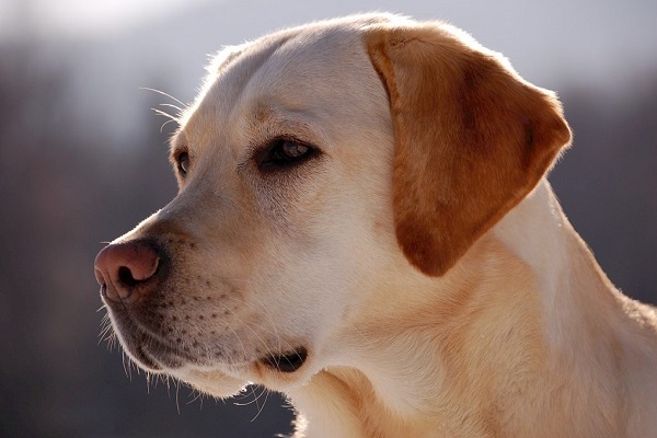 cane adatto alle persone espansive