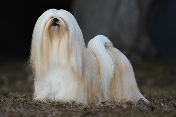 Lhasa apso cane