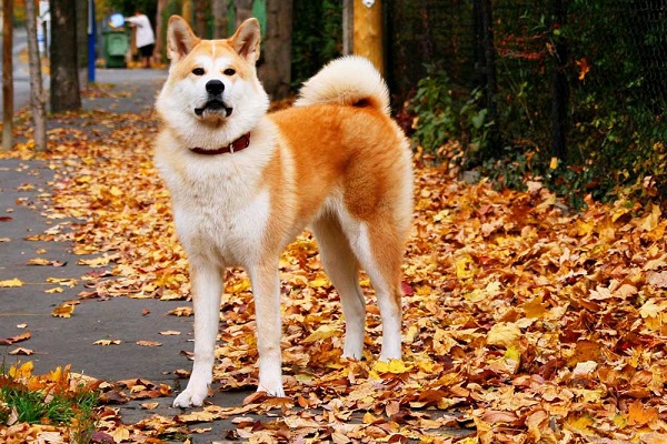 Akita inu cane