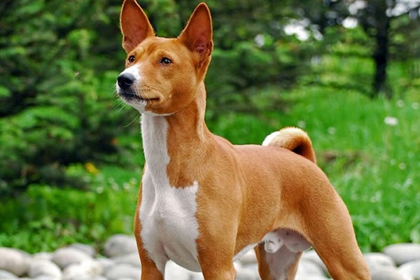 Basenji cane