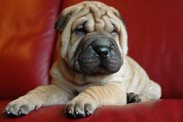 shar pei