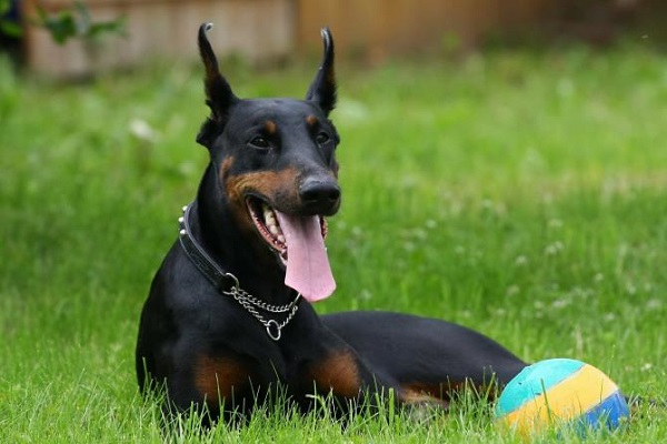 cane dobermann