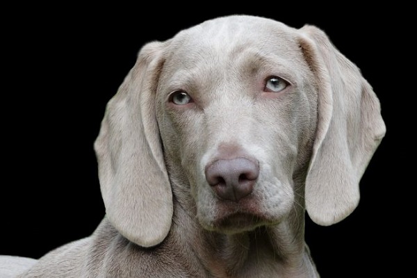 Weimaraner cane