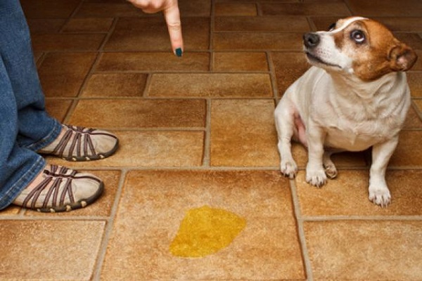 cane che ha fatto la pipì in casa