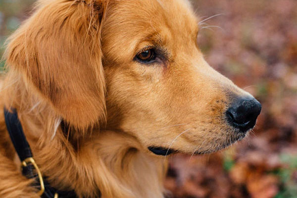 cane che guarda