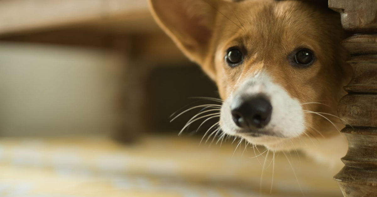 5 razze di cani che hanno più paura (e tendono a scappare)