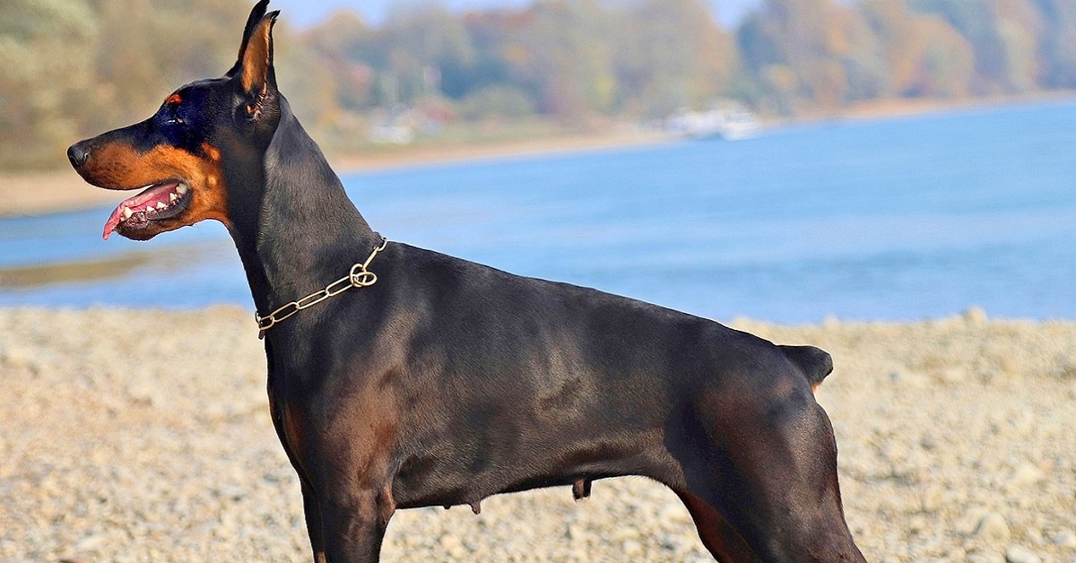 5 razze di cani che non sono come sembrano: le più inaspettate