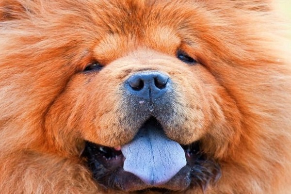 cane con lingua blu