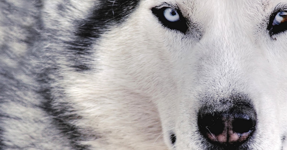 5 razze di cani che puntano sulla bellezza: le più straordinarie