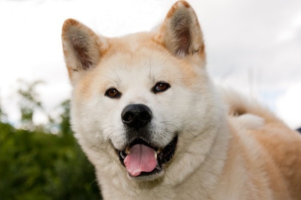 cane akita inu