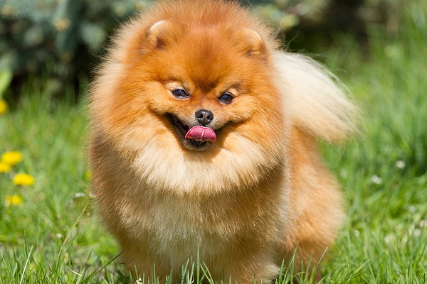 cane volpino di pomerania