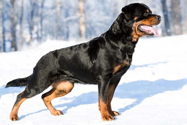 cane rottweiler sulla neve