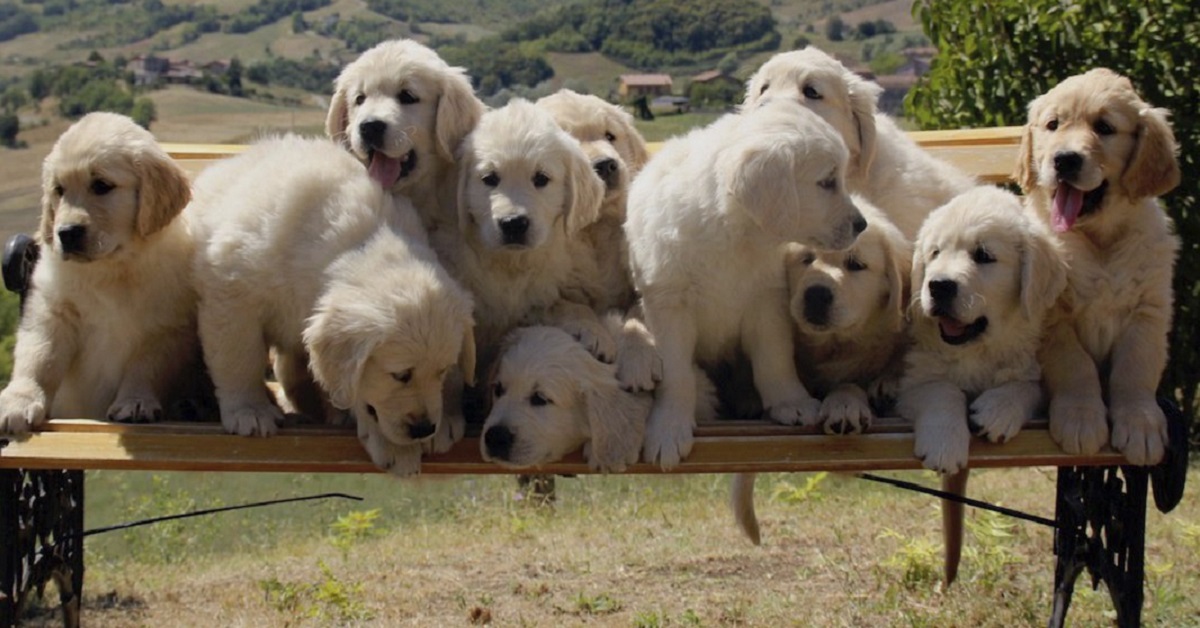 5 razze di cani che si adattano facilmente a tutto: i dettagli
