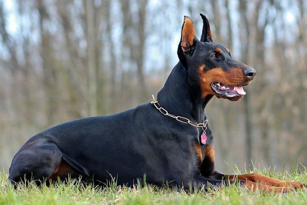 cane dobermann