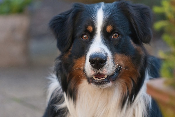 cane da pastore australiano