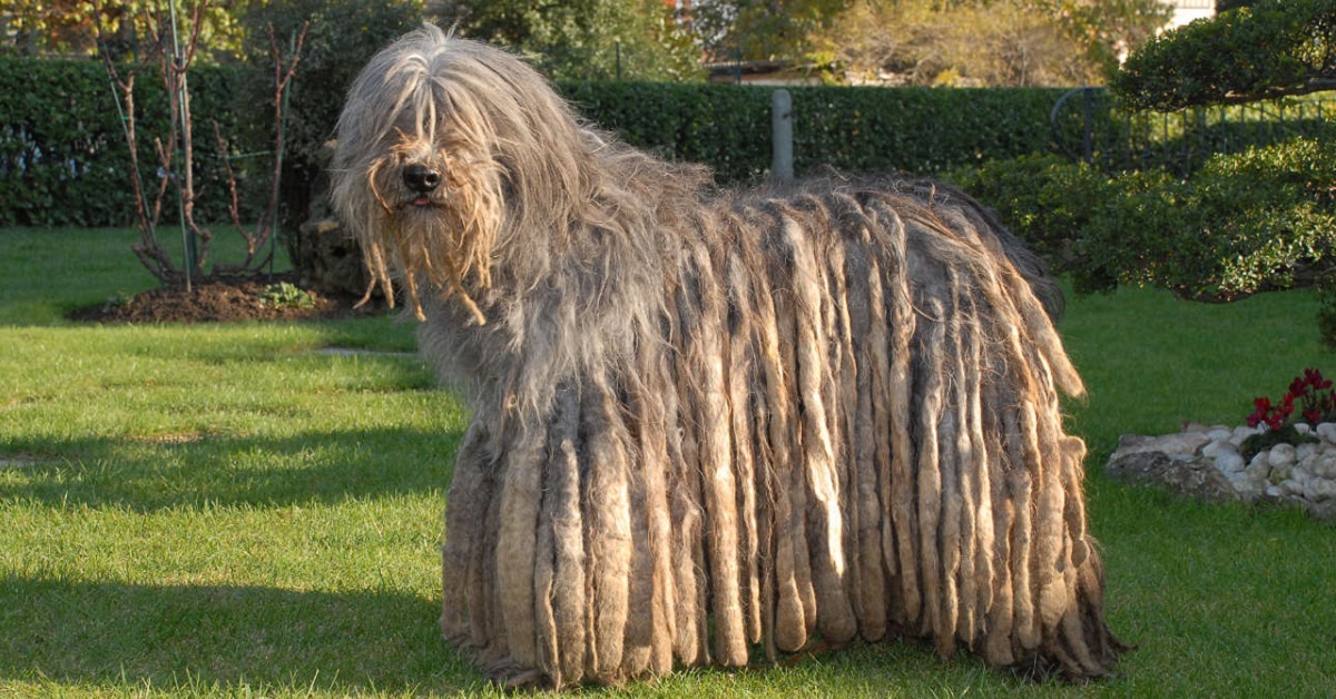 5 razze di cani che sono strane da vedere (ma sono tenerissime)