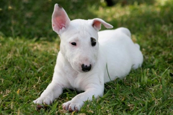 cane bull terrier