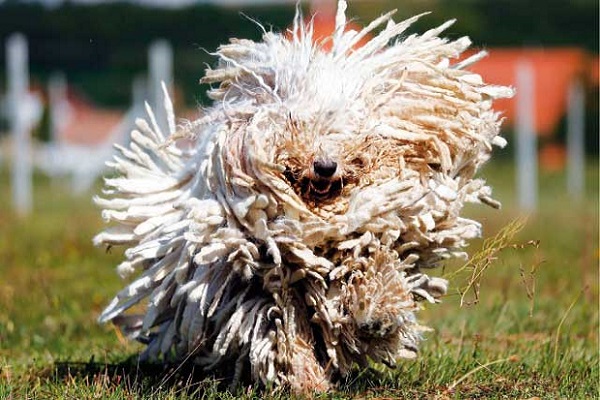 cane komondor