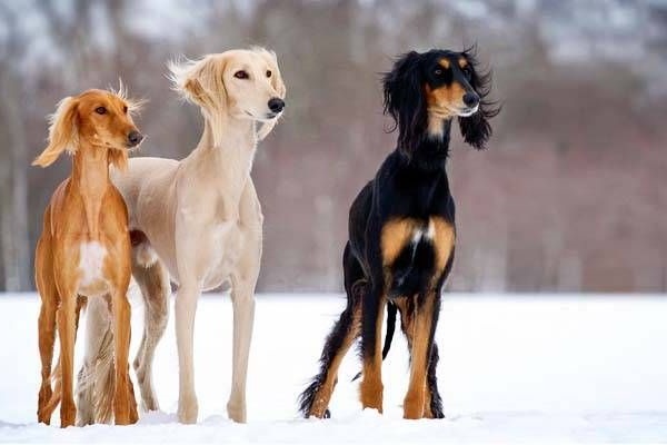 Saluki cani