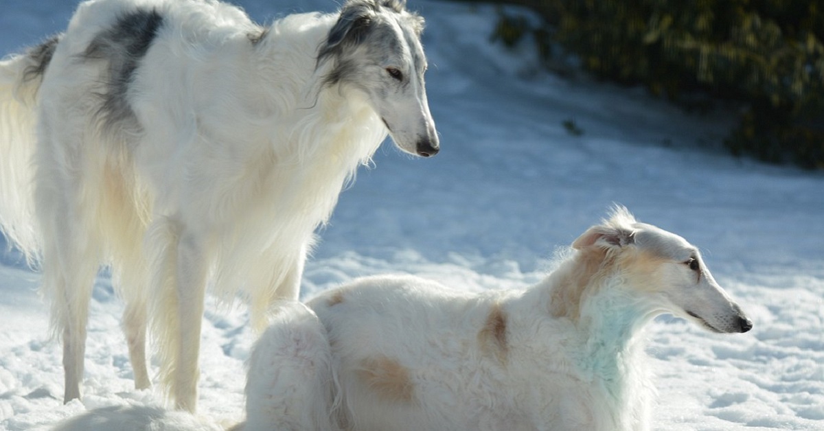 Razze di cani levrieri: tutte le più belle e agili