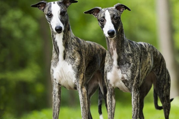 cane whippet