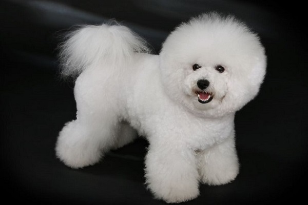 cane Bichon frise