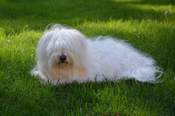 Coton de Tulear cane bianco