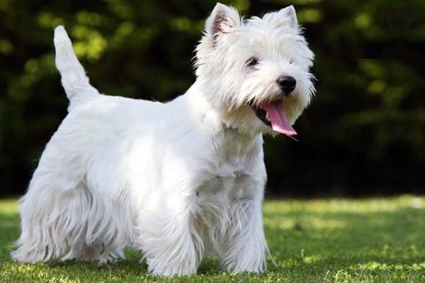 West highland white terrier cane