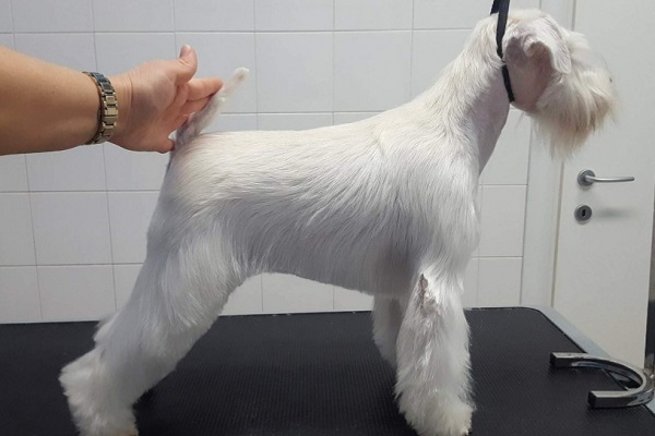 Schnauzer nano cane bianco