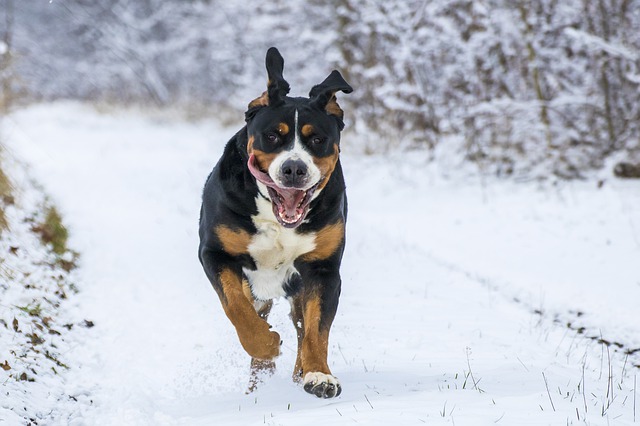 cane grande corre