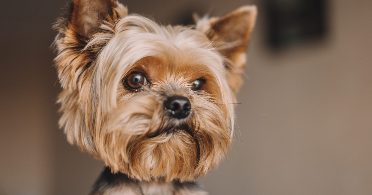 cane di piccola taglia