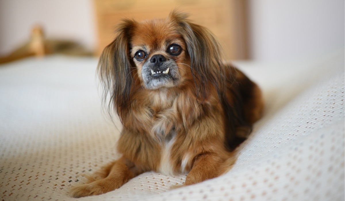 cane con i denti fuori dalla bocca