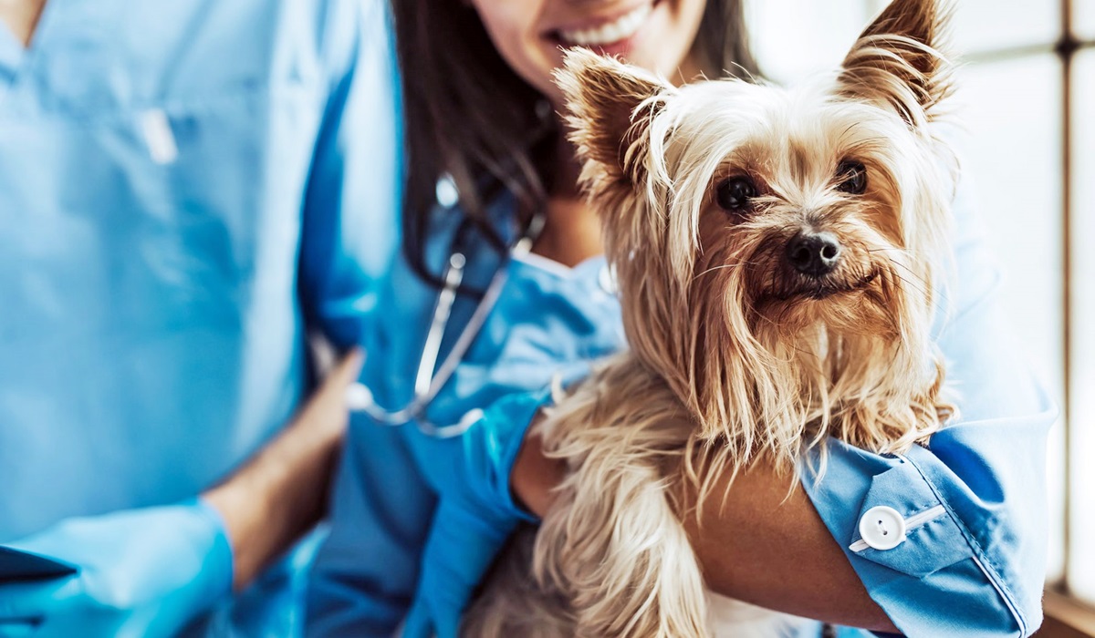 cane in braccio al veterinario