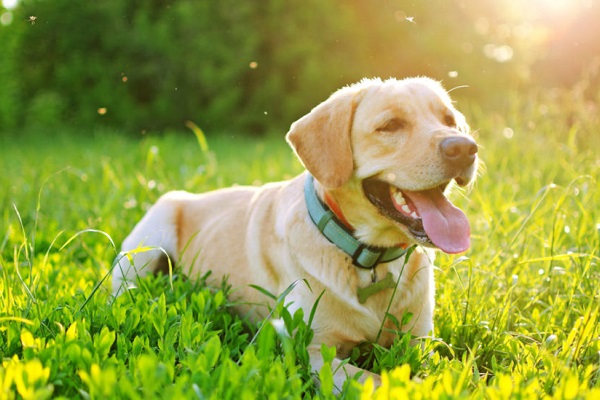 cane labrador