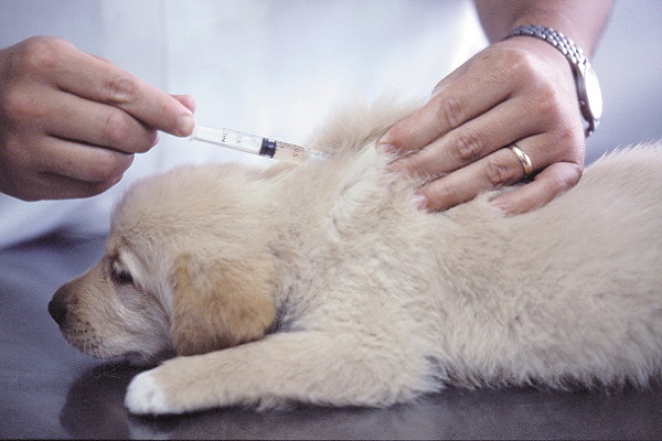 vaccino al cane
