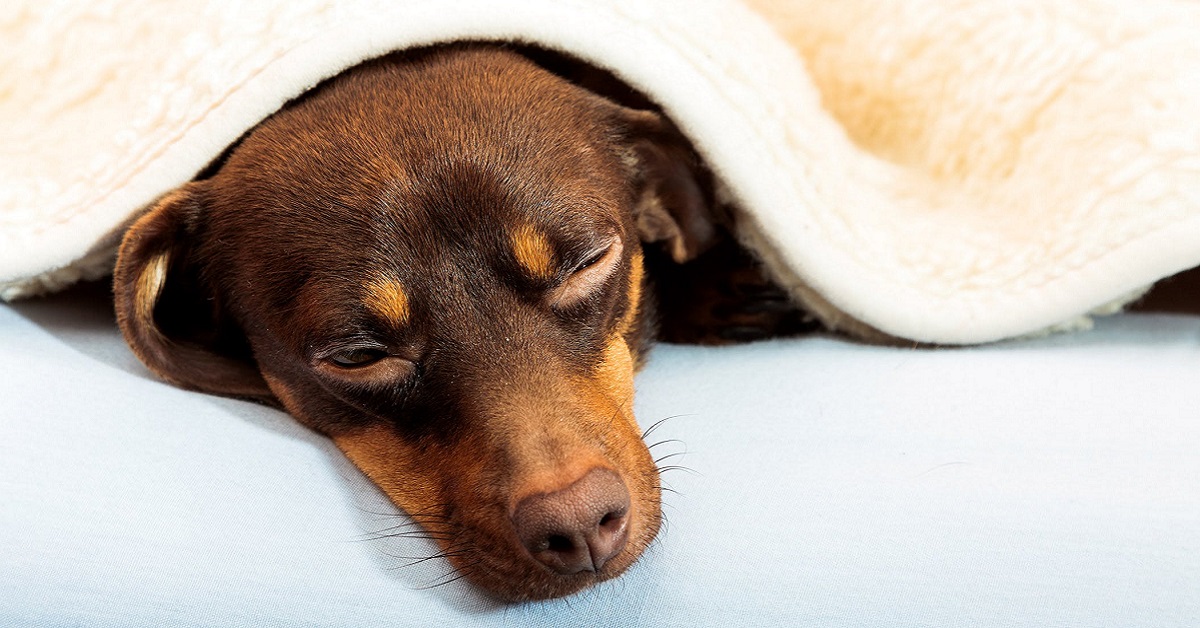 Come funziona il sistema immunitario del cane? Tutti i dettagli