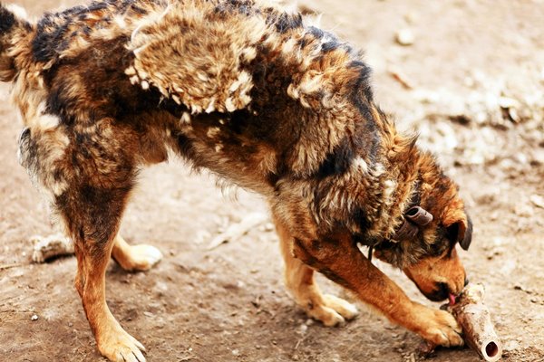 perdita di pelo anomala del cane