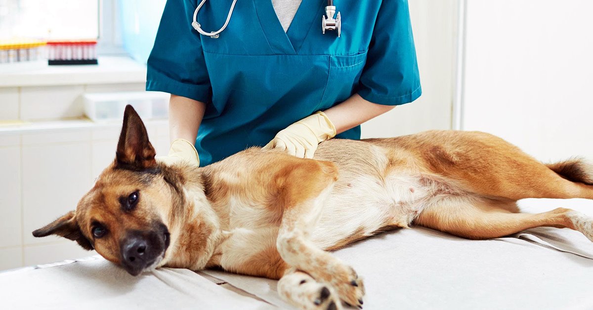 Sistema immunitario iperattivo nel cane, cosa bisogna sapere