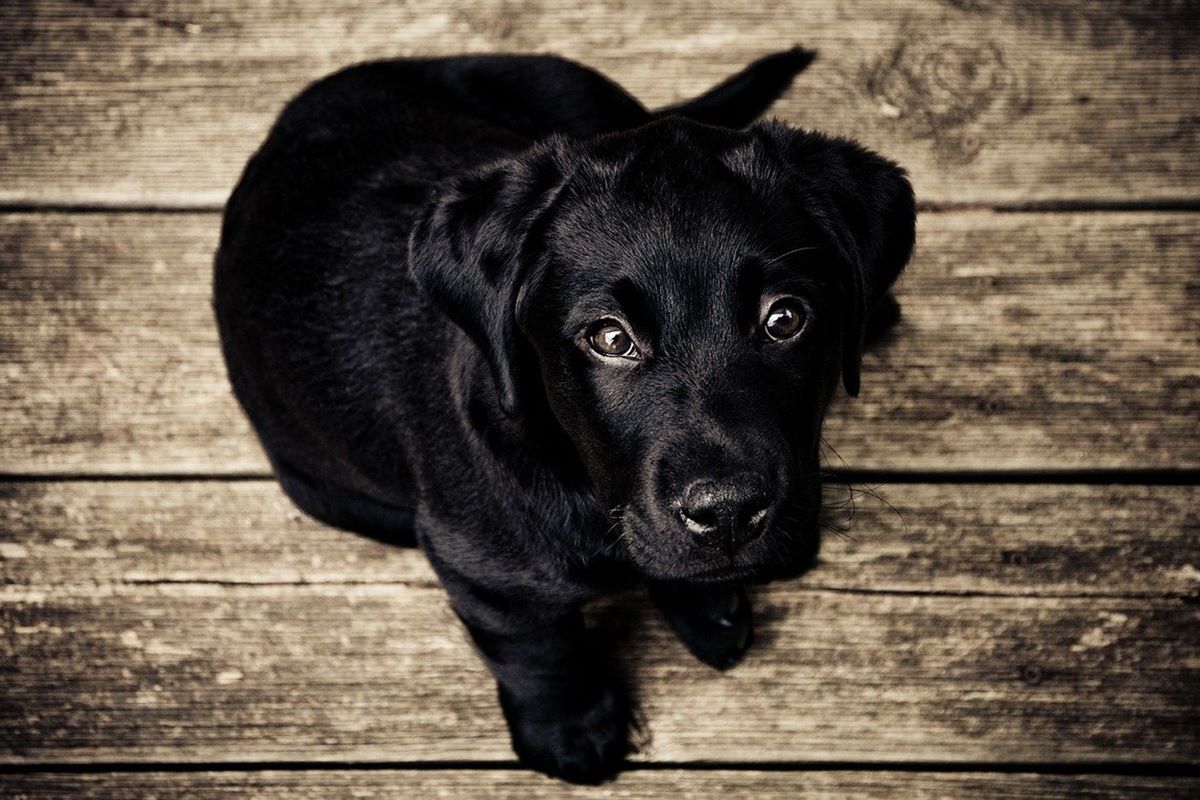 cucciolo i labrador nero