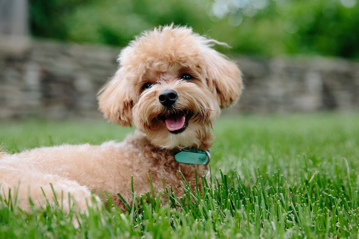 cagnolino sul prato