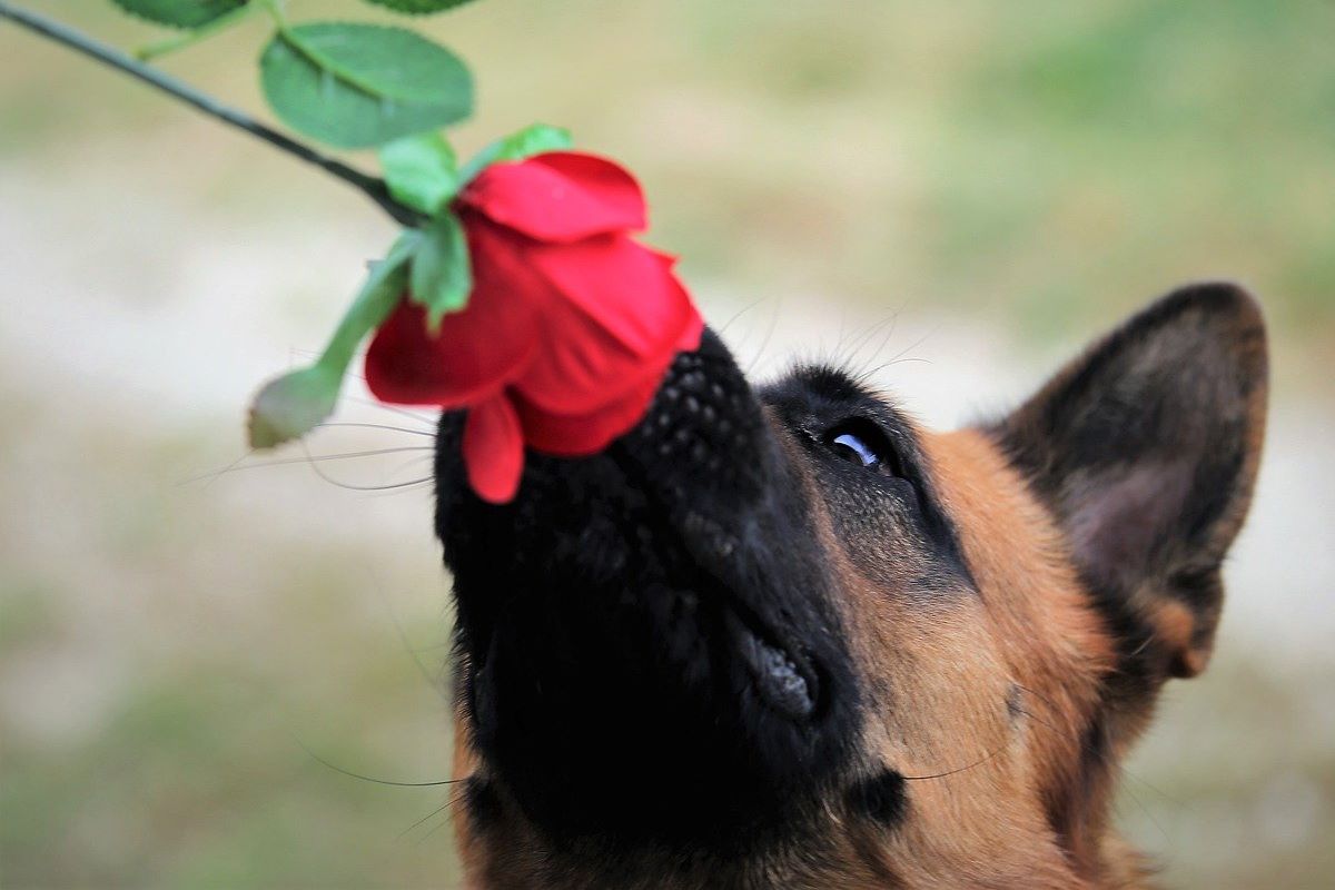 cane annusa una rosa